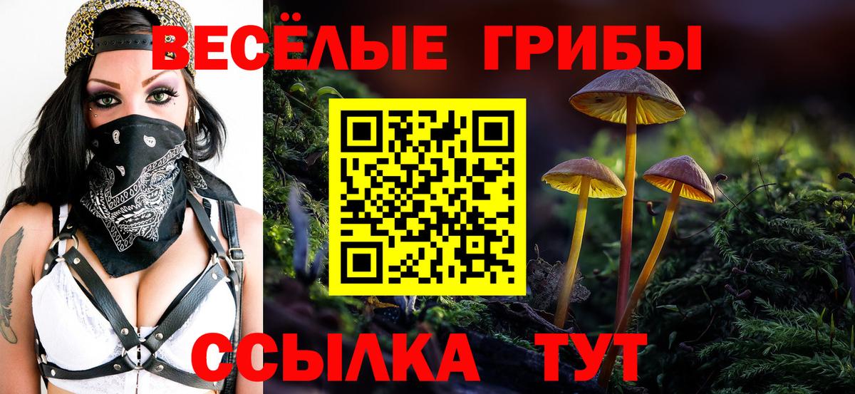 Псилоцибиновые грибы Cubensis Избербаш